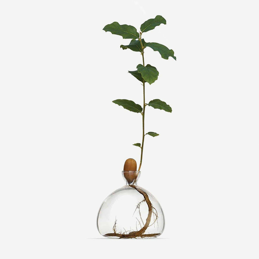 Ilex Studio | Acorn Vase
