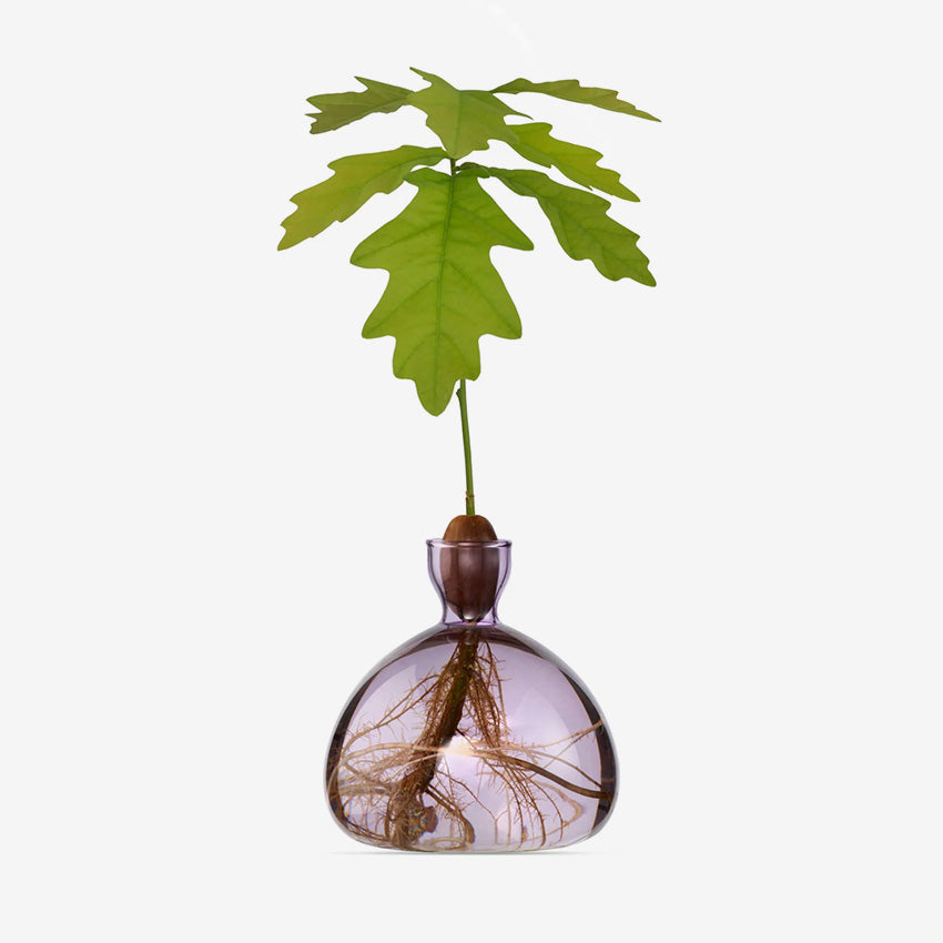 Ilex Studio | Acorn Vase