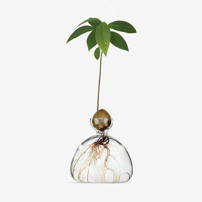 Ilex Studio | Avocado Vase