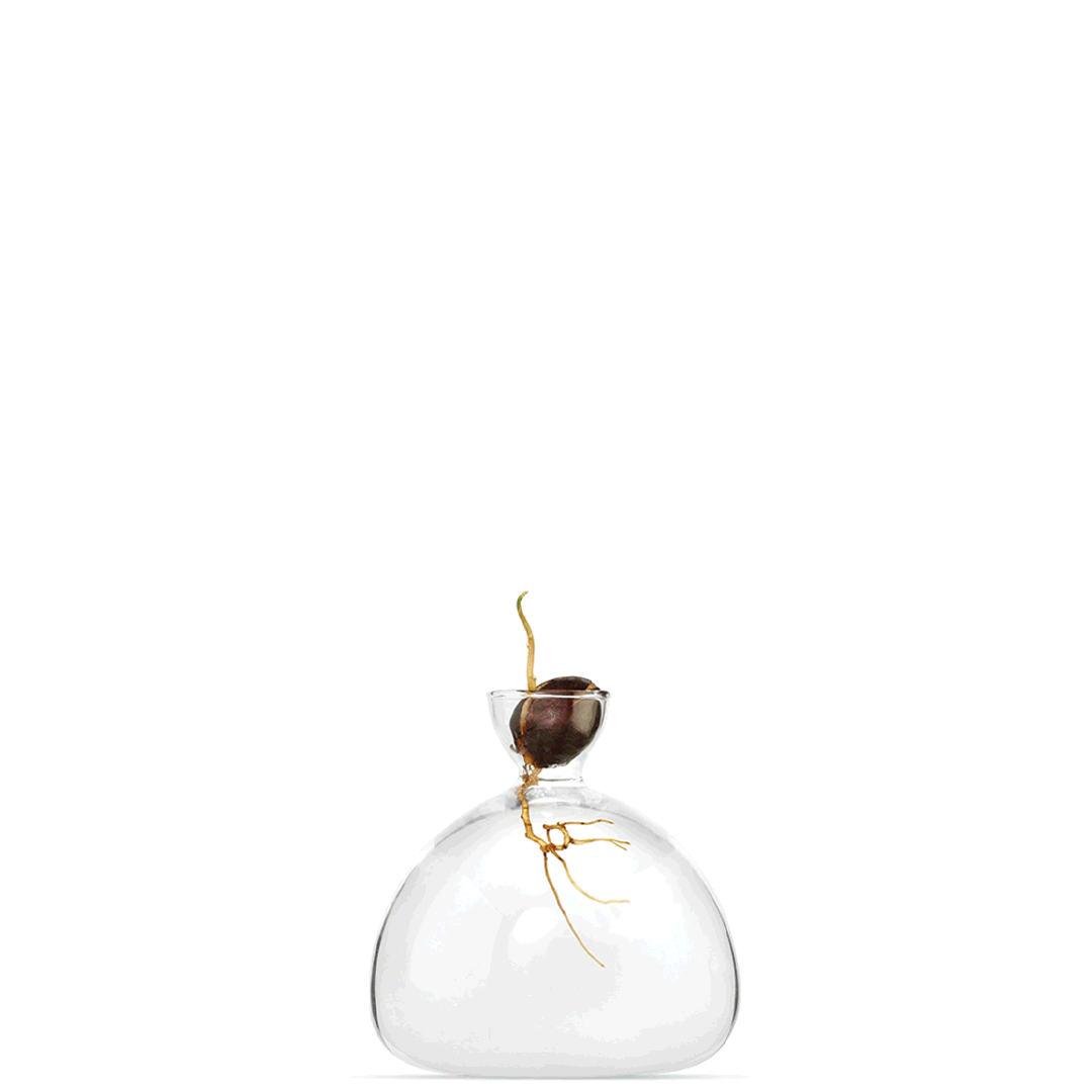 Ilex Studio | Acorn Vase