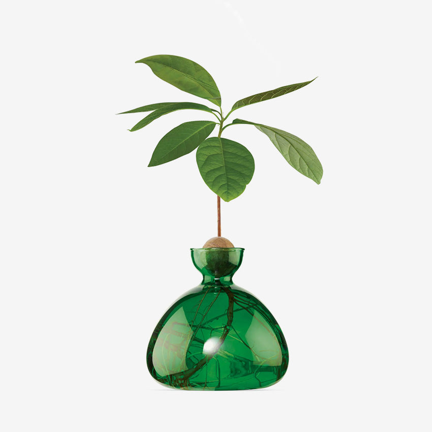 Ilex Studio | Avocado Vase