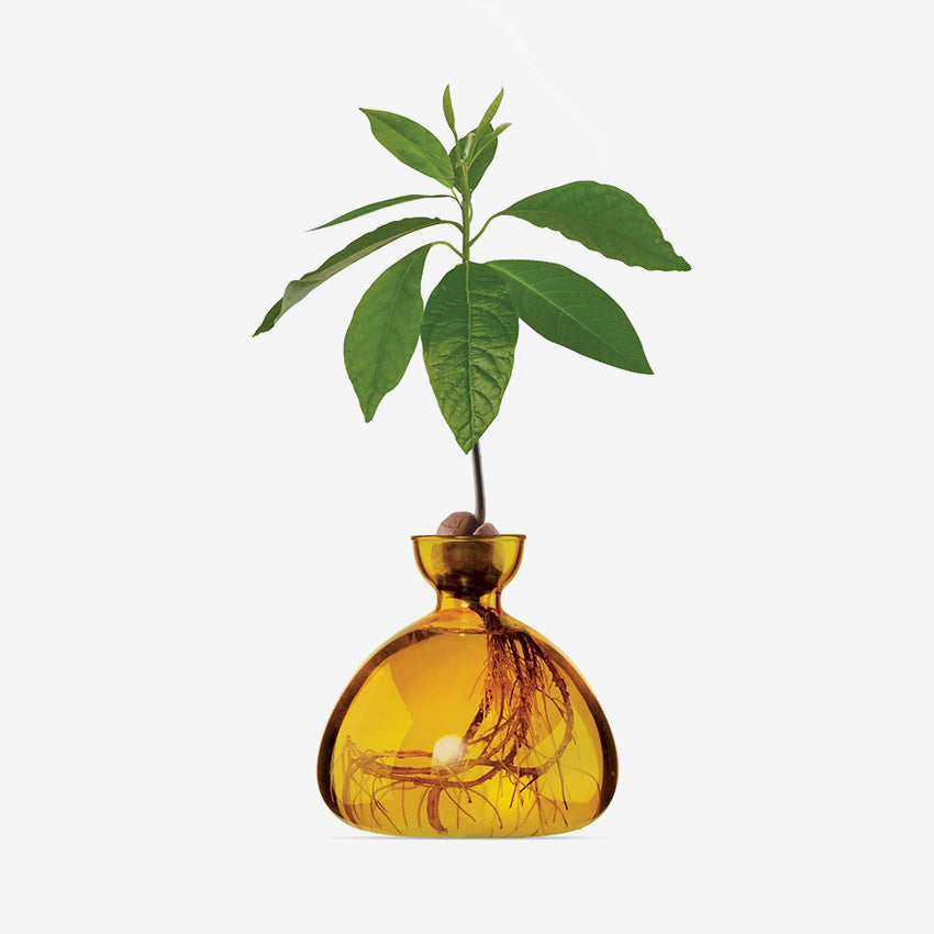 Ilex Studio | Avocado Vase