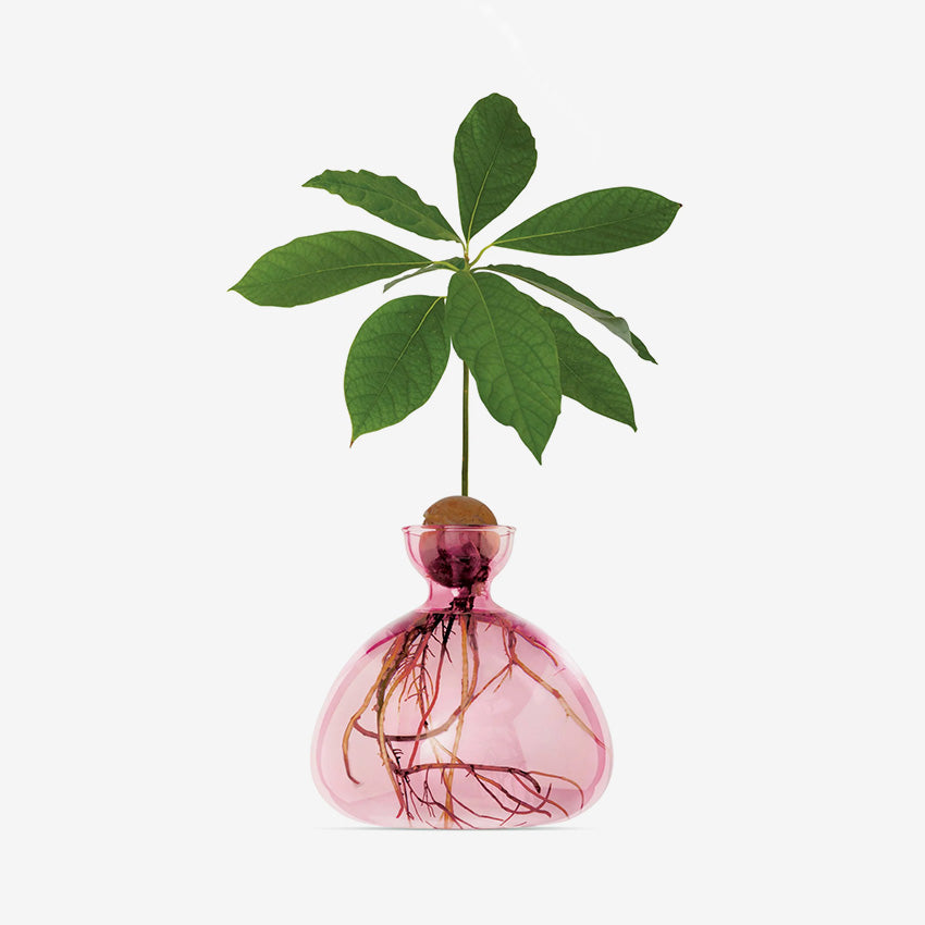 Ilex Studio | Avocado Vase
